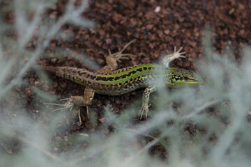 Green lizard looking through wormwood