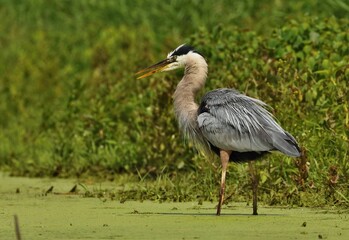 Great Blue Heron 

 They live in trees at swamps, rivers, ponds, and lakes. Their diet consists  as fish, amphibians, crustaceans, reptiles.  They are protected on the US Migratory Bird list.