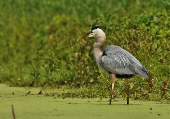 Great Blue Heron 

 They live in trees at swamps, rivers, ponds, and lakes. Their diet consists  as fish, amphibians, crustaceans, reptiles.  They are protected on the US Migratory Bird list.