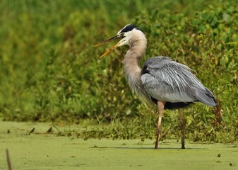 Great Blue Heron 

 They live in trees at swamps, rivers, ponds, and lakes. Their diet consists  as fish, amphibians, crustaceans, reptiles.  They are protected on the US Migratory Bird list.