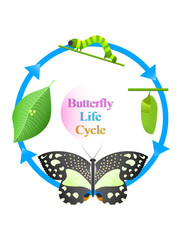 Butterfly life cycle in biology 