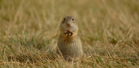 Europäischer Ziesel - Spermophilus citellus
