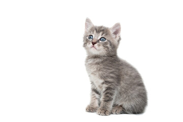Gray kitten isolated on a white background...