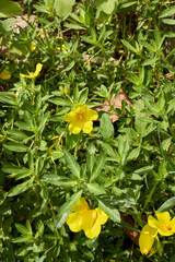 Ludwigia grandiflora 