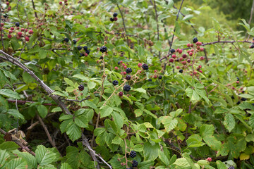 Rubus ulmifolius shrub with fresh wild blackberries