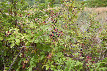 Rubus ulmifolius shrub with fresh wild blackberries