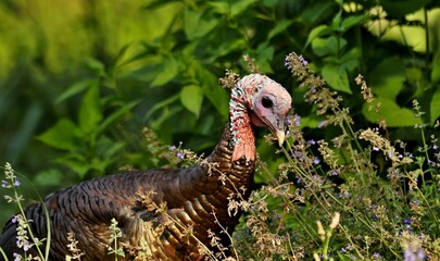 Turkey
There are two turkey species the wild turkey of eastern and central North America and the ocellated turkey of the Yucatán Peninsula in Mexico. They are among the largest birds in their ranges. 