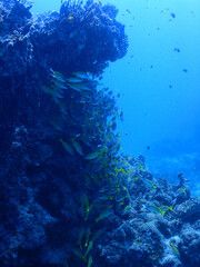 Fototapeta na wymiar 美ら海のサンゴに集まるヨスジフエダイの群れ／沖縄・黒島（竹富町）
