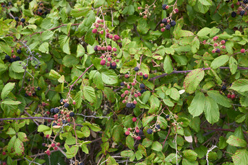 Rubus ulmifolius shrub with fresh wild blackberries