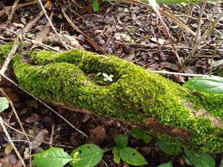 Musgos (pequenas plantas criptogâmicas) sobre tronco de árvore no solo da Caatinga.