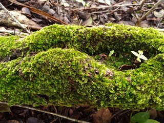Musgos (pequenas plantas criptogâmicas) sobre tronco de árvore no solo da Caatinga.