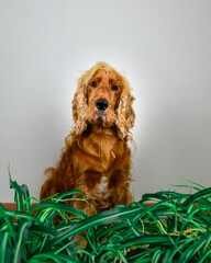 cocker spaniel dog
