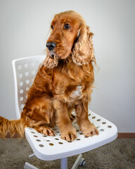 cocker spaniel sitting on the office