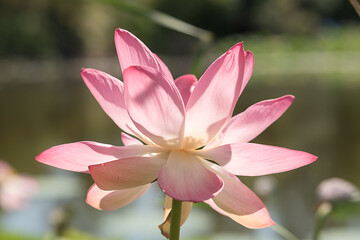 Pink water lotus flower. In summer it grows on the lake.