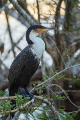 White-breasted Cormorant - Phalacrocorax lucidus, beautiful large cormorant from African lakes and fresh waters, lake Ziway, Ethiopia.