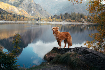 dog at a mountain lake in autumn. Traveling with a pet. red Nova Scotia Duck Tolling Retriever on...
