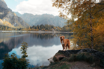dog at a mountain lake in autumn. Traveling with a pet. red Nova Scotia Duck Tolling Retriever on...