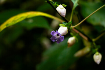 Light violet color flower of a wild plant belonging to Strobilanthes species  from Western Ghats