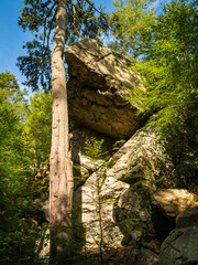 The tall cedar tree and glacial rocks at the cliff of Purgatory Chasm in Massachusetts