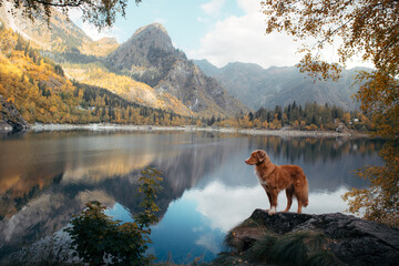 dog at a mountain lake in autumn. Traveling with a pet. red Nova Scotia Duck Tolling Retriever on...