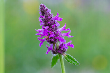 Betonica officinalis (syn. Stachys officinalis), commonly known as common hedgenettle, betony, wood...