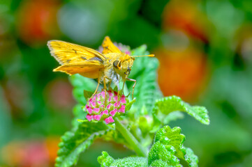 Fiery Skipper native to Arizona