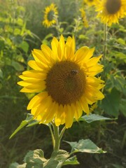sunflower in the garden