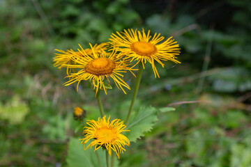 Telekia speciosa - wild plant.Yellow oxeye (Telekia speciosa) flowers in Carpathian mountains. Yellow ox-eye daisy (Telekia speciosa) flowers.