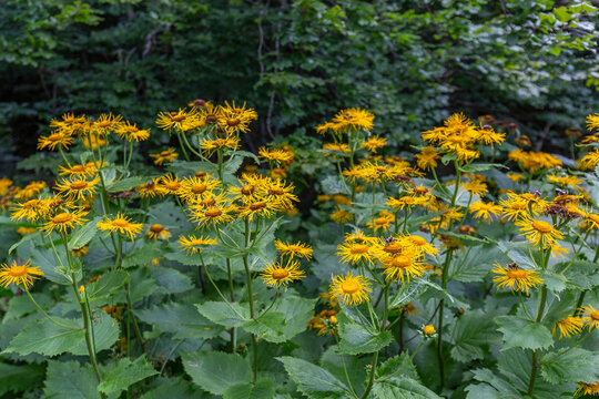 Telekia speciosa - wild plant.Yellow oxeye (Telekia speciosa) flowers in Carpathian mountains. Yellow ox-eye daisy (Telekia speciosa) flowers.