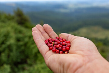 Vaccinium vitis-idaea, the lingonberry, partridgeberry, mountain cranberry or cowberry, is a small...