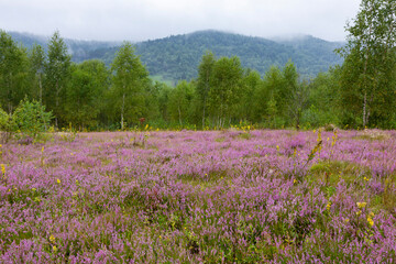 Obraz premium Unique landscape of the Carpathian Mountains with mass flowering heather fields (Calluna vulgaris). Flowering Calluna vulgaris (common heather, ling, or simply heather) in the Carpathians.