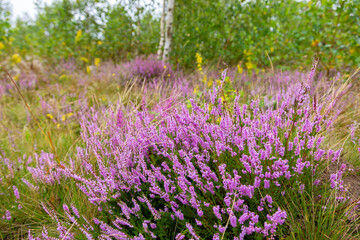 Unique landscape of the Carpathian Mountains with mass flowering heather fields (Calluna vulgaris). Flowering Calluna vulgaris (common heather, ling, or simply heather) in the Carpathians.