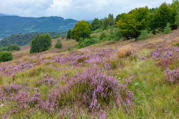 Fototapeta premium Unique landscape of the Carpathian Mountains with mass flowering heather fields (Calluna vulgaris). Flowering Calluna vulgaris (common heather, ling, or simply heather) in the Carpathians.