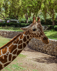 Giraffe is looking on the people