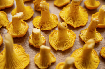 Fresh yellow delicious vegetarian chanterelle mushroom with beautiful texture of its cap on wooden background, conceptual of the autumn or fall season 