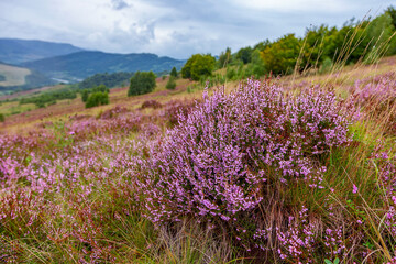 Obraz premium Unique landscape of the Carpathian Mountains with mass flowering heather fields (Calluna vulgaris). Flowering Calluna vulgaris (common heather, ling, or simply heather) in the Carpathians.