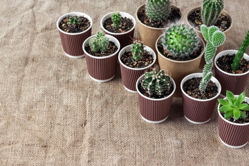 Cactus and succulent plants collection in paper cups. Home garden