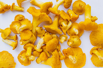 Fresh yellow delicious wavy vegetarian chanterelle mushrooms with beautiful texture on white background conceptual of the autumn or fall season 