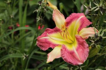 Fototapeta premium red and yellow lily