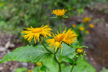 Telekia speciosa - wild plant.Yellow oxeye (Telekia speciosa) flowers in Carpathian mountains. Yellow ox-eye daisy (Telekia speciosa) flowers.