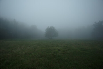 Obraz na płótnie Canvas 霧の中で佇む木