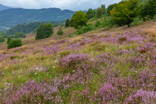 Unique landscape of the Carpathian Mountains with mass flowering heather fields (Calluna vulgaris). Flowering Calluna vulgaris (common heather, ling, or simply heather) in the Carpathians.