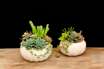 Succulents mix arrangement in white pumpkin planter on wooden table ,black background Halloween...