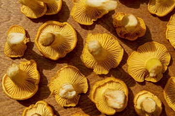 Fresh yellow delicious vegetarian chanterelle mushroom with beautiful texture of its cap on wooden background, conceptual of the autumn or fall season 