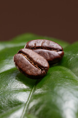A leaf of a coffee tree with coffee beans. Coffee plant. Fresh coffee bean with coffee branch. Shallow depth of field.