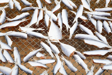  Many small sea fishes are dried.