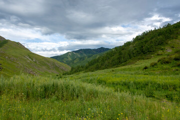 Fototapeta na wymiar Mountain Altai, Peaks of green mountains and wide meadows