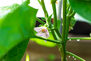 Young Bulgarian pepper plant with bright green leaves in a greenhouse in the village. Hot sunny summer day. Selective focus. Close-up