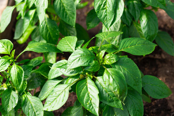 Young Bulgarian pepper plant with bright green leaves in a greenhouse in the village. Hot sunny summer day. Selective focus. Close-up