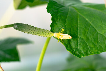 Young plant cucumber with bright green leaves in a greenhouse in the village. Hot sunny summer day. Selective focus. Close-up